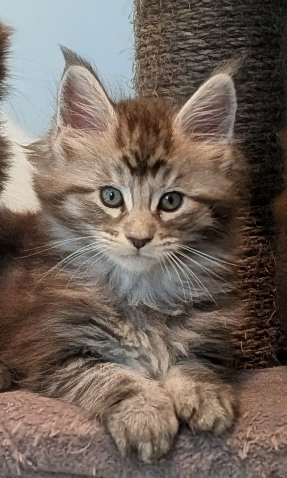 Petite femelle Maine Coon née le 11/03/2026 est proposée – vendue 1300 €.