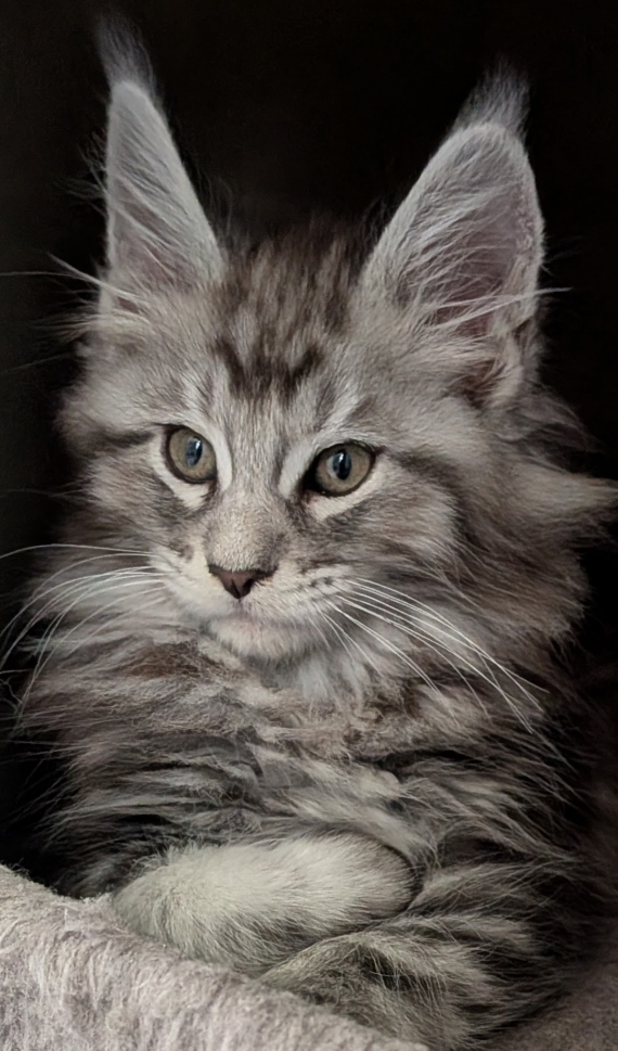 Petit mâle Maine Coon né le 11/03/2026 est proposé – vendu 1200 €.