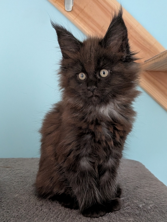 Petite femelle Maine Coon née le 11/03/2026 est proposée – vendue 1300 €.