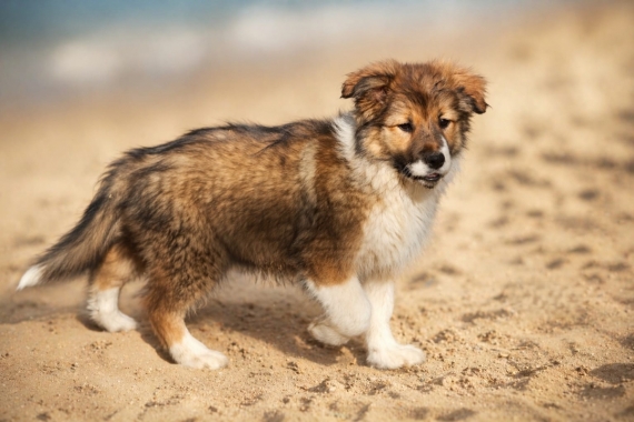 Petite femelle Border Collie née le 02/03/2026 est proposée – vendue 1600 €.