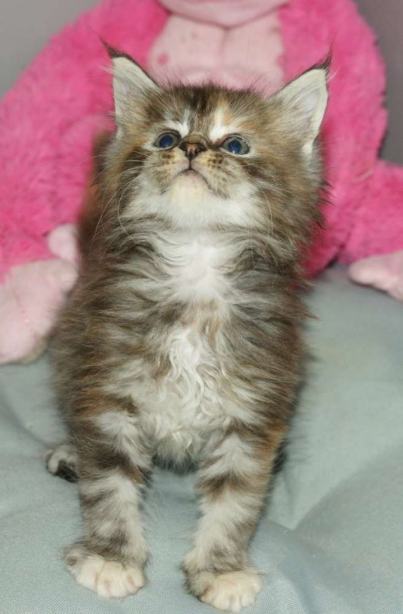 Petite femelle Maine Coon n�e le 13/03/2026 est propos�e � vendue 1450 �.
