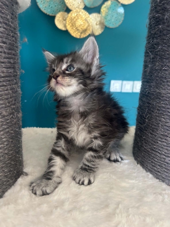 Petit mâle Maine Coon né le 02/04/2026 est proposé – vendu 1400 €.