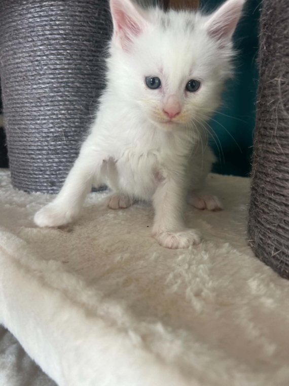 Petit mâle Maine Coon né le 02/04/2026 est proposé – vendu 1400 €.