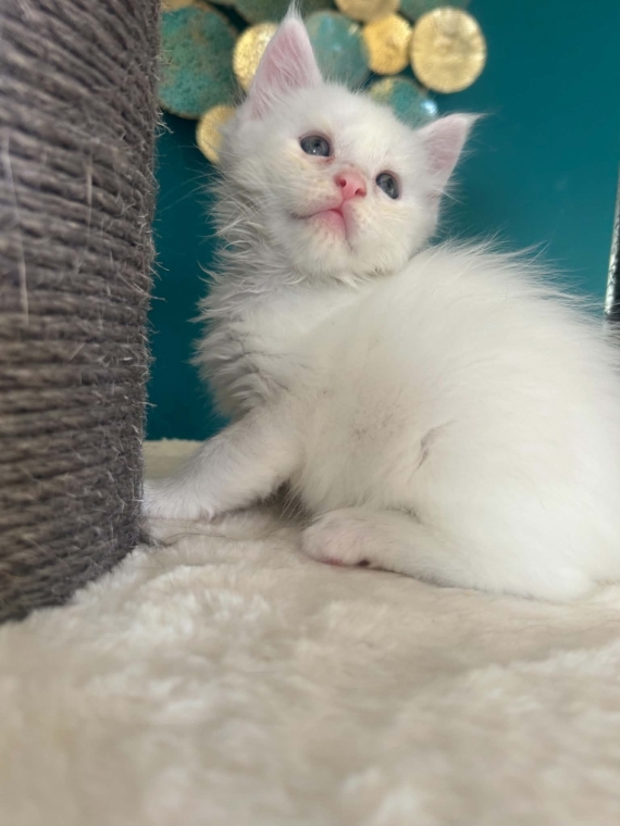 Petit mâle Maine Coon né le 02/04/2026 est proposé – vendu 1400 €.