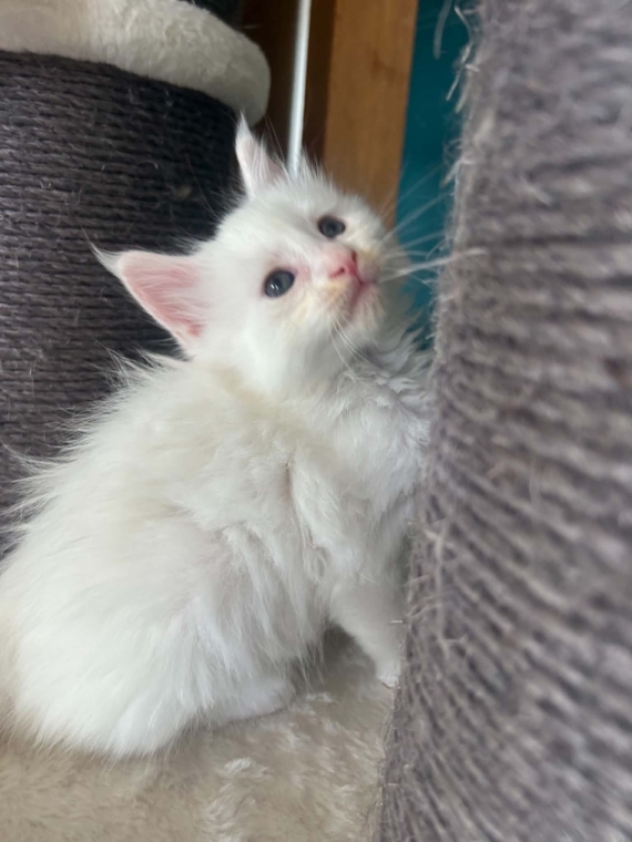 Petite femelle Maine Coon née le 02/04/2026 est proposée – vendue 1400 €.