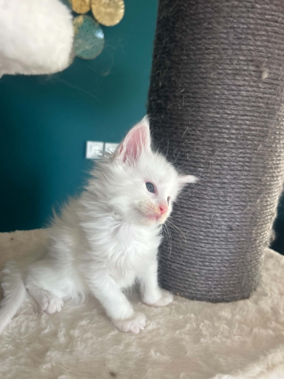 Petite femelle Maine Coon née le 02/04/2026 est proposée – vendue 1400 €.