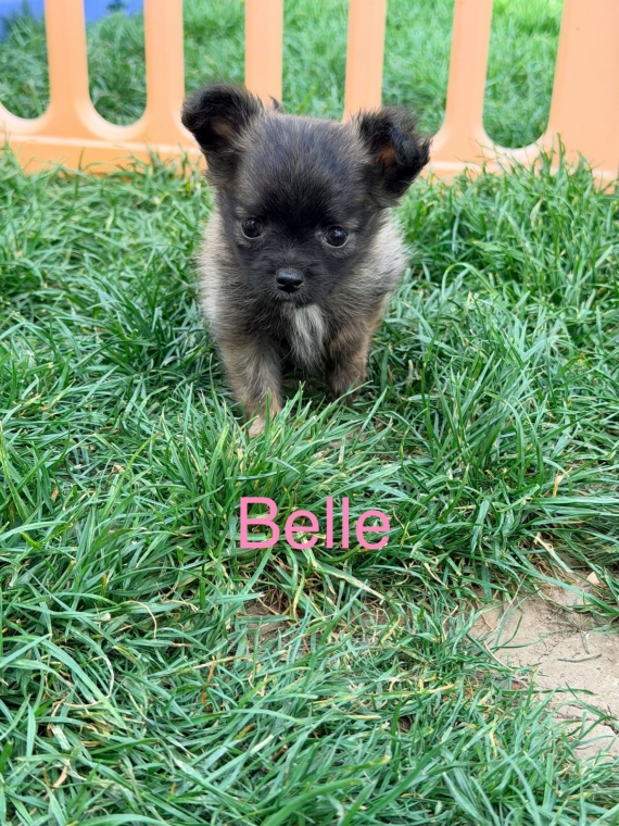 Petite femelle Chihuahua née le 16/03/2026 est proposée – vendue 1100 €.