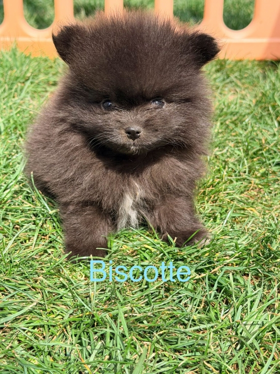 Petit mâle Spitz Allemand (Nain) né le 19/03/2026 est proposé – vendu 1350 €.