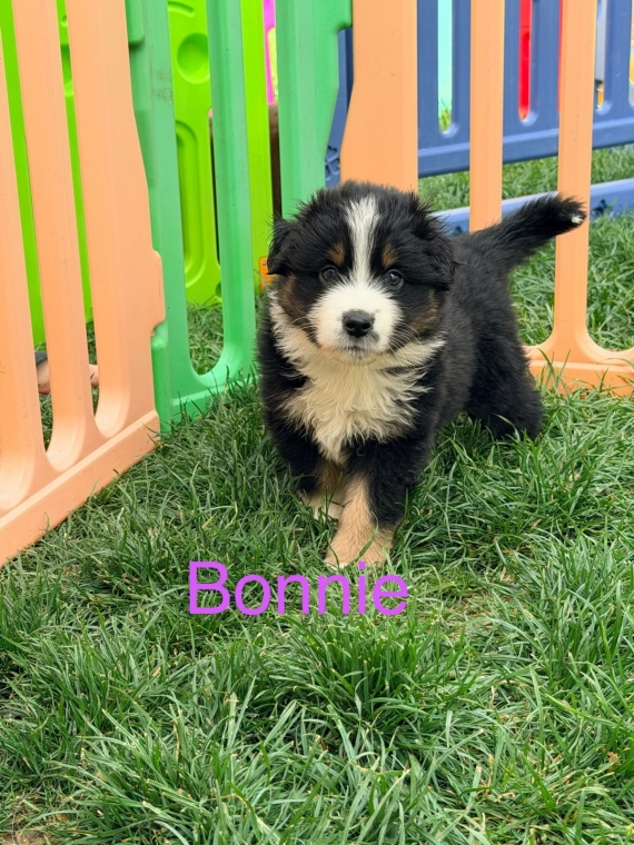 Petite femelle Berger américain miniature née le 26/03/2026 est proposée – vendue 1300 €.