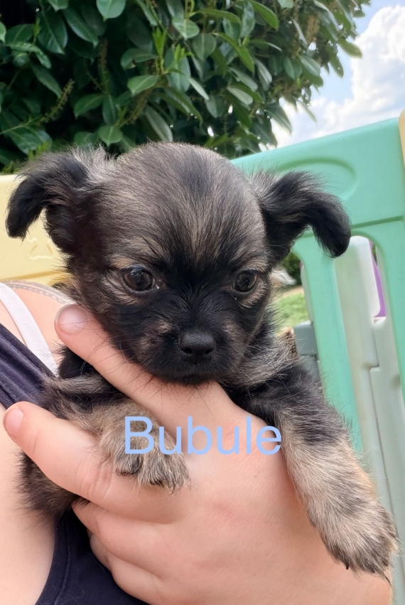 Petit mâle Chihuahua né le 16/03/2026 est proposé – vendu 950 €.