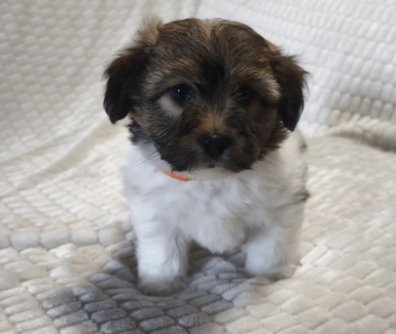 Petite femelle Coton de Tulear née le 07/04/2026 est proposée – vendue 1300 €.