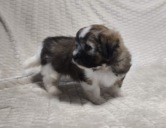 Petit mâle Coton de Tulear né le 07/04/2026 est proposé – vendu 1000 €.