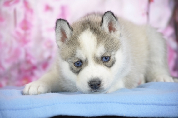 Petit mâle Husky Sibérien né le 21/03/2026 est proposé – vendu 1200 €.