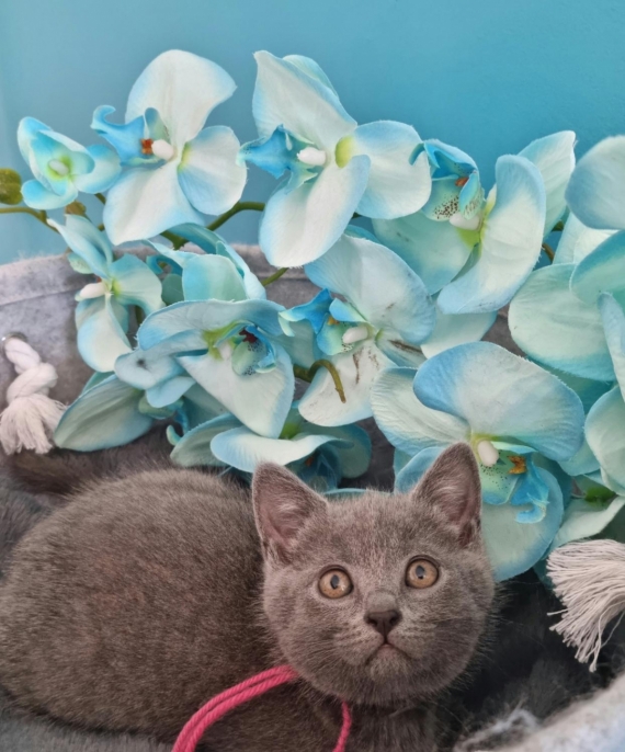 Petite femelle Chartreux née le 18/03/2026 est proposée – vendue 850 €.