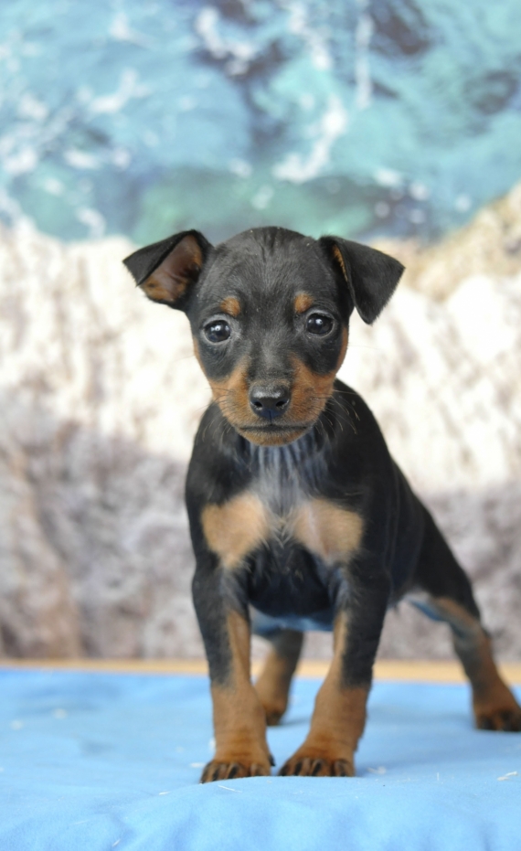 Petite femelle Pinscher Nain née le 21/03/2026 est proposée – vendue 1800 €.