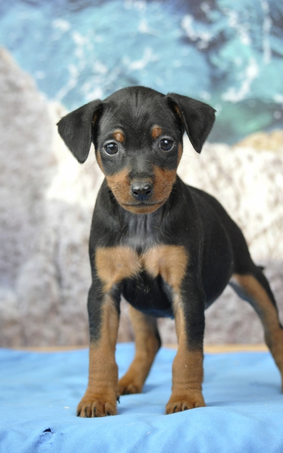 Petite femelle Pinscher Nain née le 21/03/2026 est proposée – vendue 1800 €.