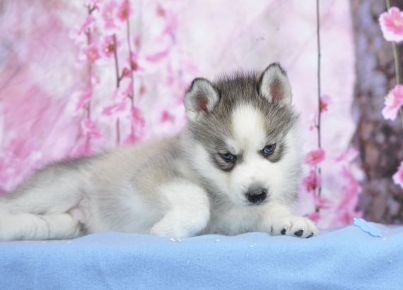 Petit mâle Husky Sibérien né le 21/03/2026 est proposé – vendu 1400 €.