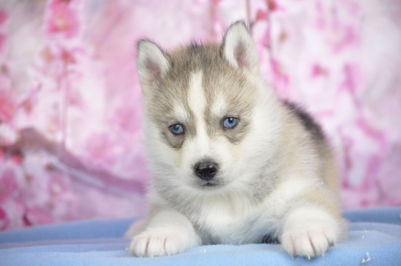 Petit mâle Husky Sibérien né le 21/03/2026 est proposé – vendu 1400 €.
