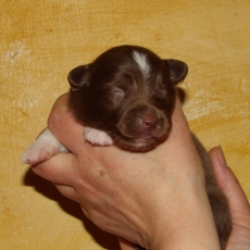 Acheter Berger américain miniature bébé pour 1620 €