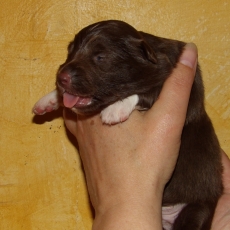 Adoption chiot Berger américain miniature au prix de 1620 €