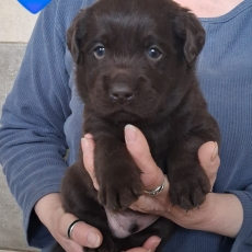 Adoption chiot Labrador au prix de 1200 €