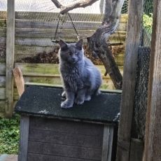 Chaton Maine Coon à adopter au prix de 1000 €