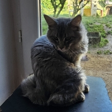 Maine Coon chaton vendu 1000 €