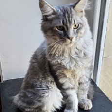 Chaton Maine Coon à adopter au prix de 1000 €