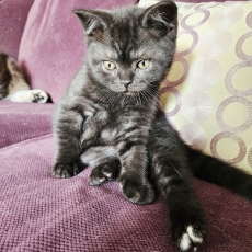 Adoption chaton British Shorthair au prix de 950 €