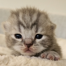 British Shorthair chaton vendu 1500 €