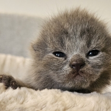 Chaton British Shorthair à vendre au prix de 1500 € vacciné et identifié.