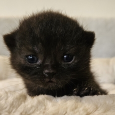 Acheter British Shorthair bébé pour 1500 €