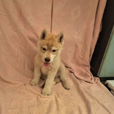 Husky Sibérien chiot vendu 859 €