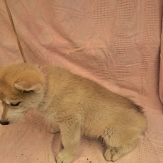 Husky Sibérien chiot vendu 850 €