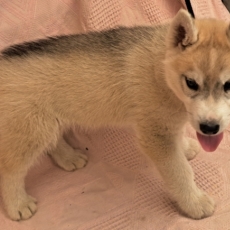 Acheter Husky Sibérien bébé pour 850 €