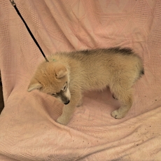 Adoption chiot Husky Sibérien au prix de 850 €