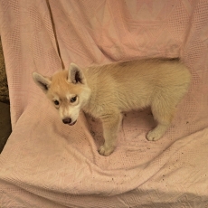 Chiot Husky Sibérien à adopter au prix de 850 €