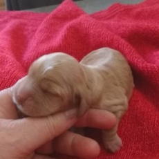 Ce petite mâle Cocker Anglais Spaniel proposé à l'achat est né le 25/05/2026.