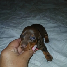 Chiot Teckel nain à poil ras à adopter au prix de 2900 €