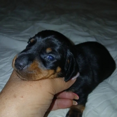 Chiot Teckel nain à poil ras à adopter au prix de 2700 €