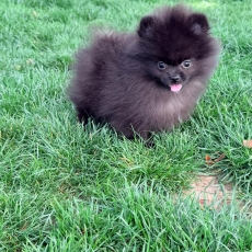 Adoption chiot Spitz Allemand Nain au prix de 1250 €