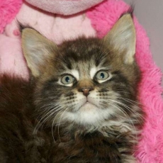 Maine Coon chaton vendu 1450 €