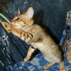 Adoption chaton Chat Savannah au prix de 1500 €