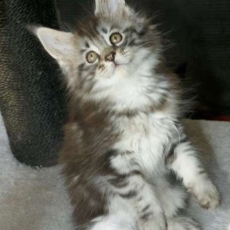 Acheter Maine Coon bébé pour 1450 €