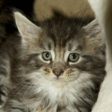 Adoption chaton Maine Coon au prix de 1450 €