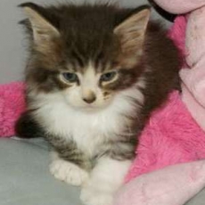 Adoption chaton Maine Coon au prix de 1450 €