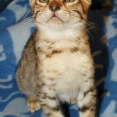 Adoption chaton Chat Savannah au prix de 1500 €