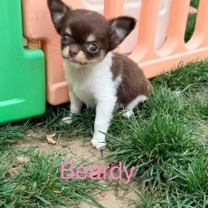 Chiot Chihuahua à adopter au prix de 1100 €