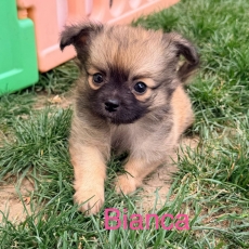 Chiot Chihuahua à adopter au prix de 1100 €
