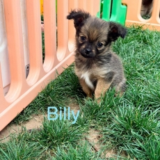 Chiot Chihuahua à adopter au prix de 1050 €